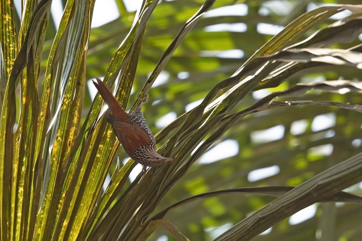 Point-tailed Palmcreeper - ML623034166