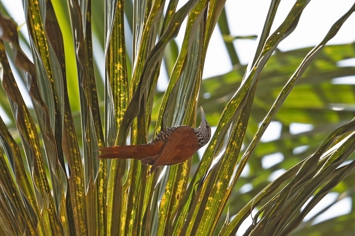 Point-tailed Palmcreeper - ML623034167