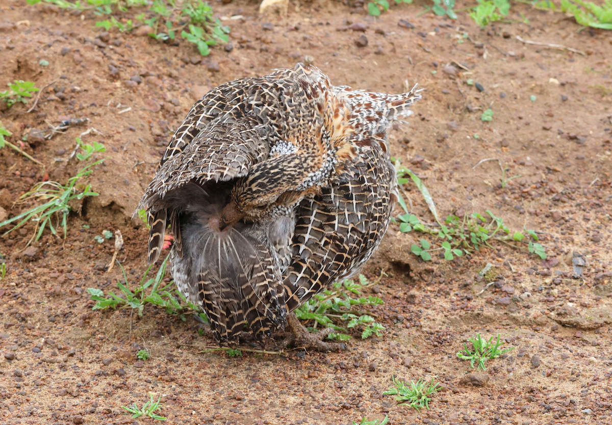 Francolin à ailes grises - ML623034170