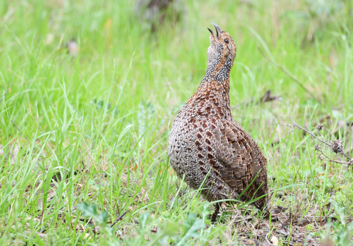 Gray-winged Francolin - ML623034196