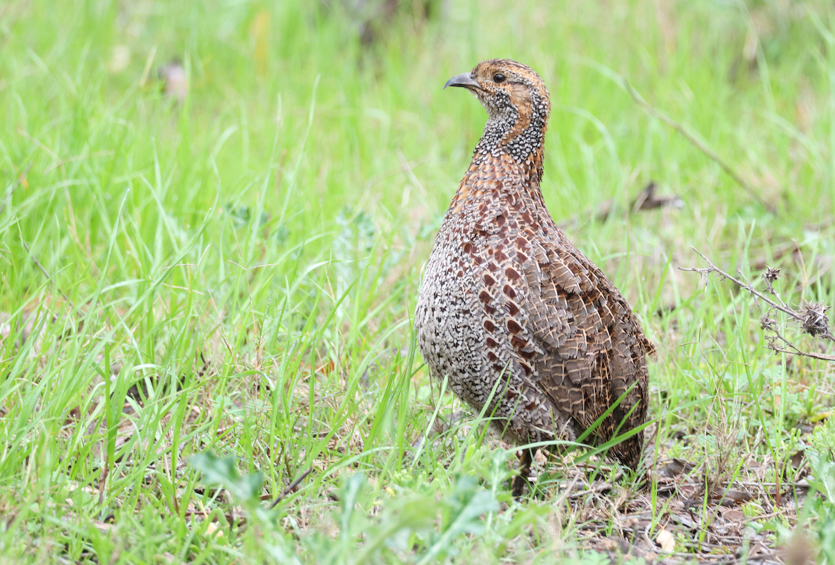 Gray-winged Francolin - ML623034197