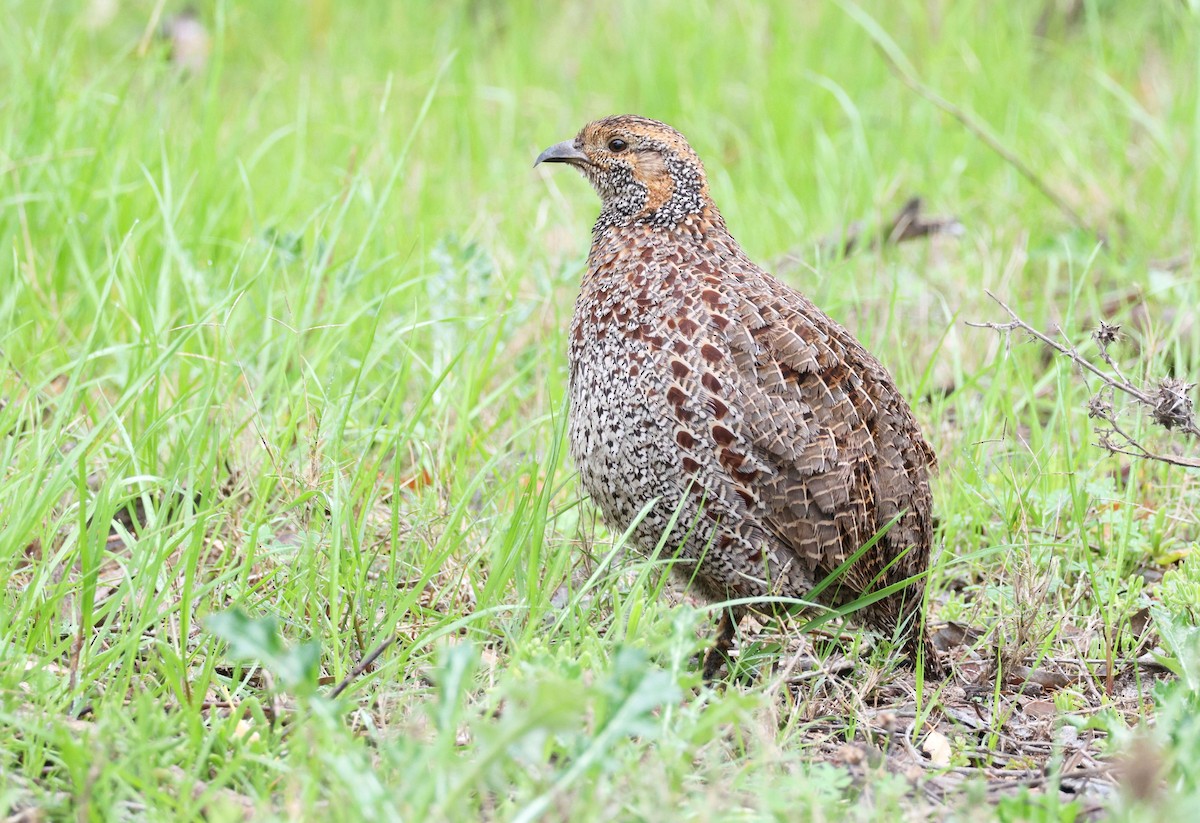 Gray-winged Francolin - ML623034207