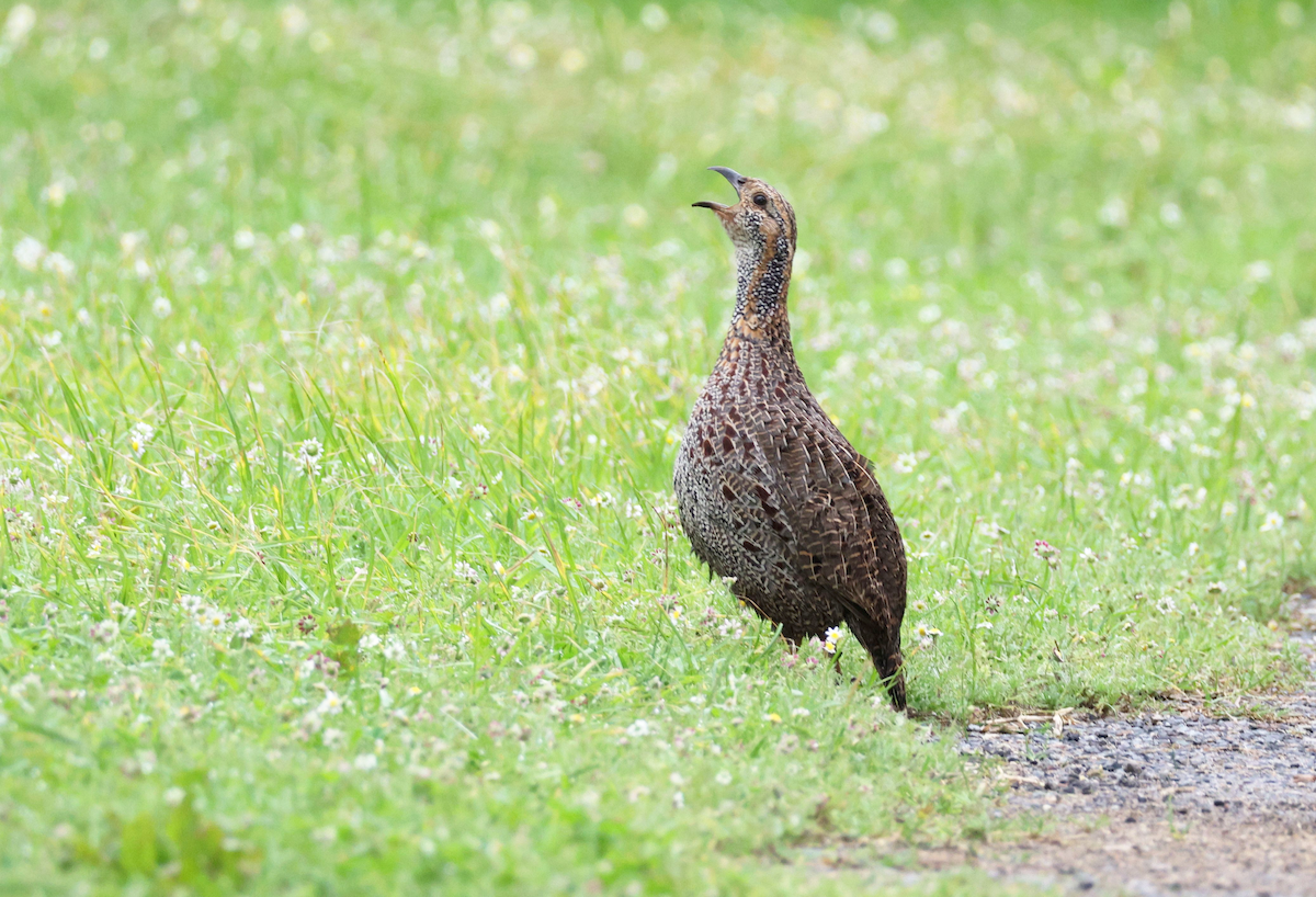 Gray-winged Francolin - ML623034214