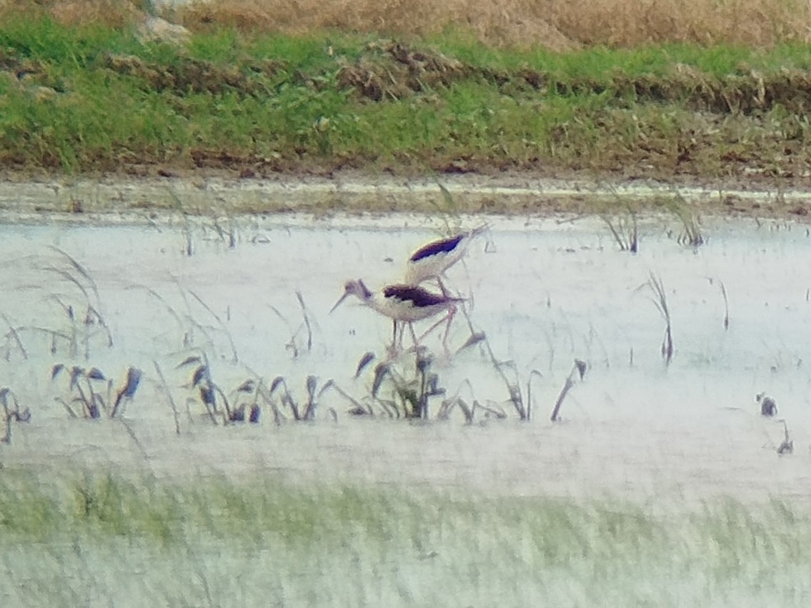 Pied Stilt - ML623034237