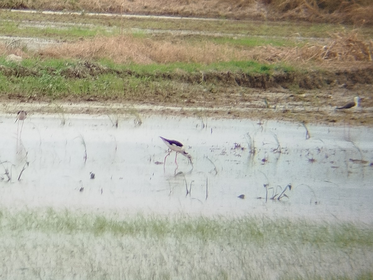 Pied Stilt - ML623034238