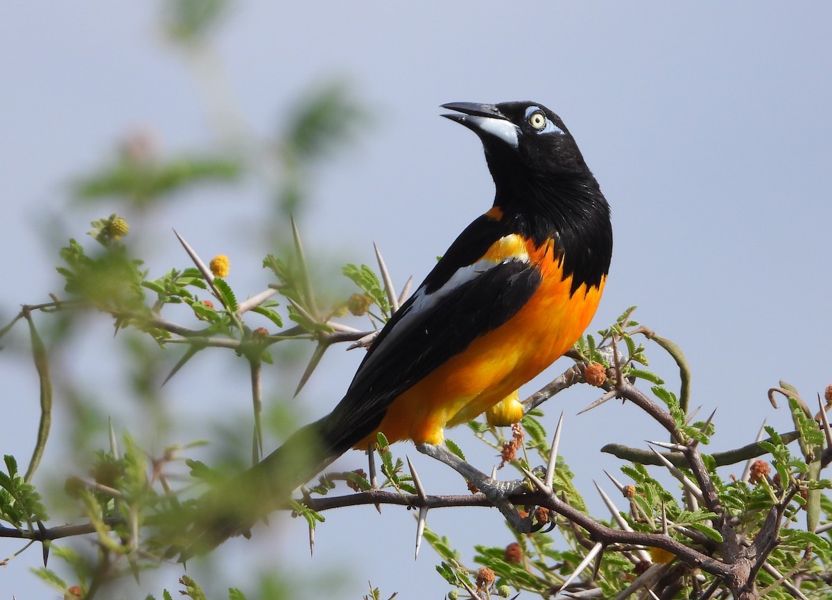 Venezuelan Troupial - ML623034241