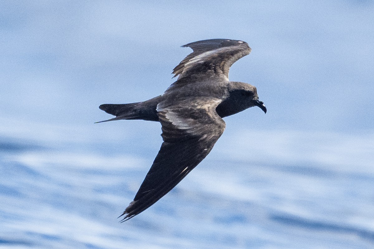 Leach's Storm-Petrel (Chapman's) - ML623034320