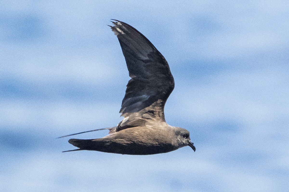 Leach's Storm-Petrel (Chapman's) - ML623034321