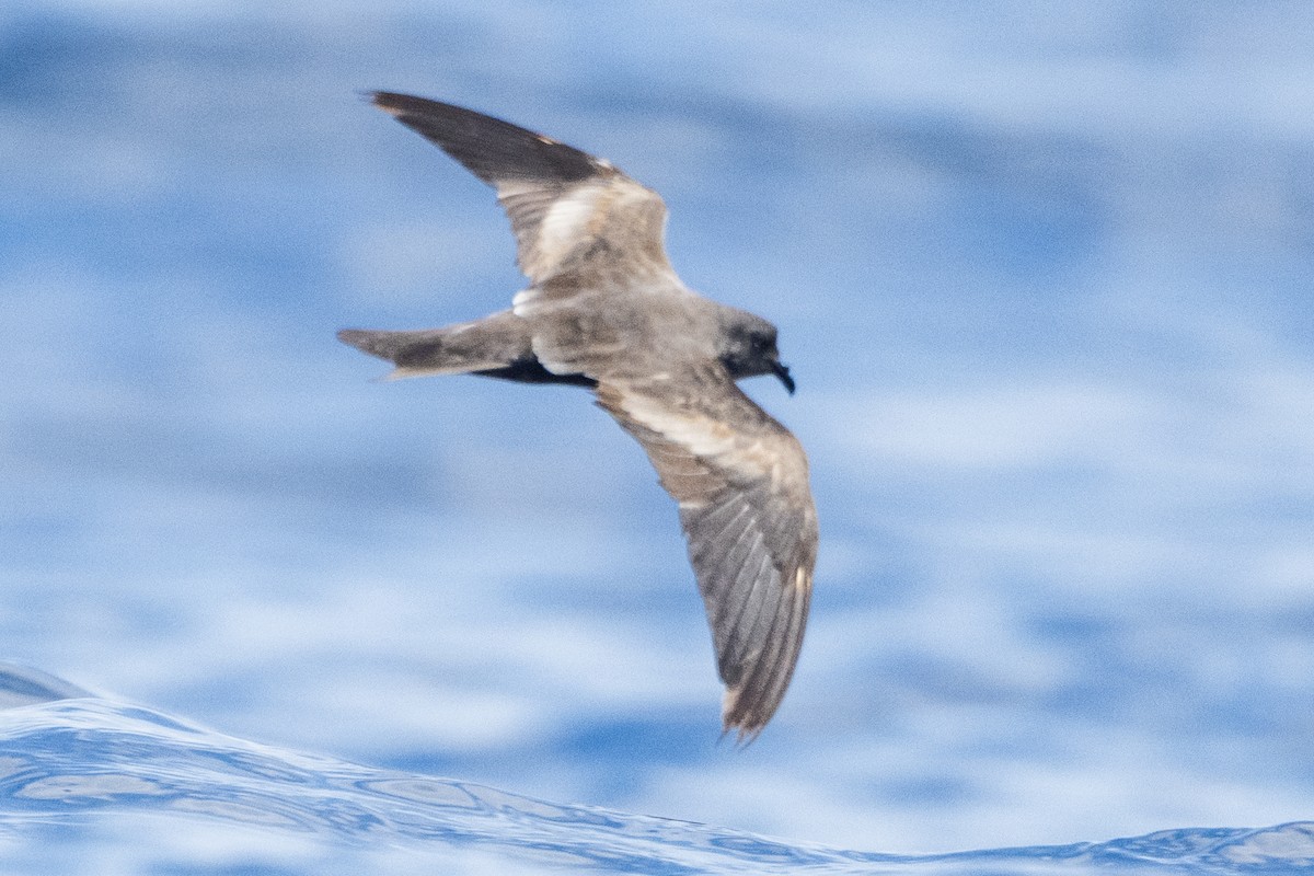 Leach's Storm-Petrel (Chapman's) - ML623034322