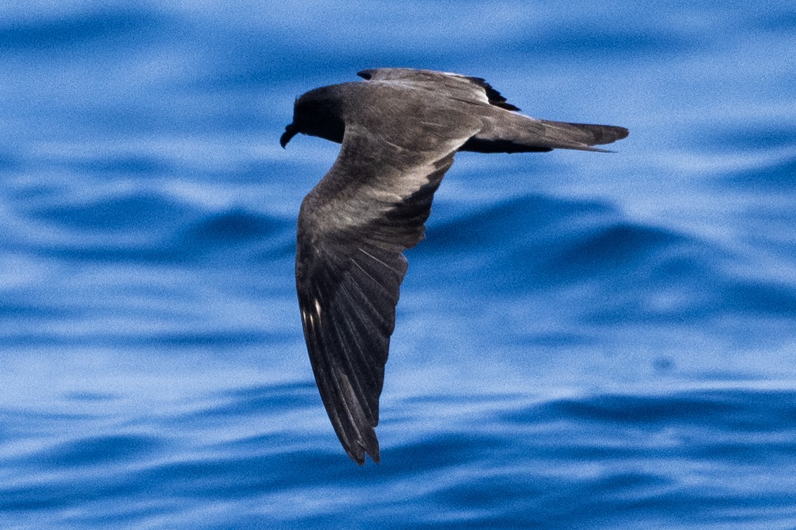 Leach's Storm-Petrel (Leach's) - ML623034367