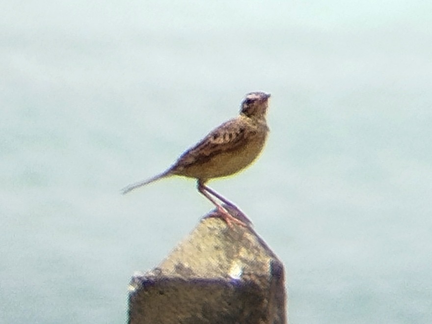 Paddyfield Pipit - ML623034541