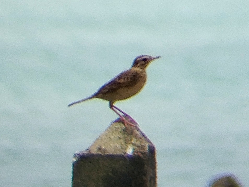 Paddyfield Pipit - ML623034542