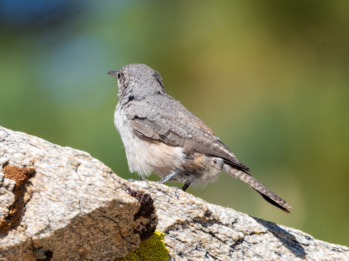 Rock Wren - ML623034619