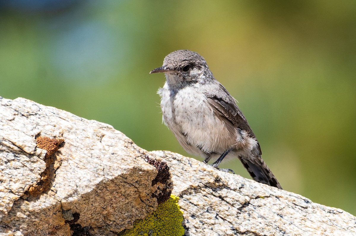 Rock Wren - John Brauer