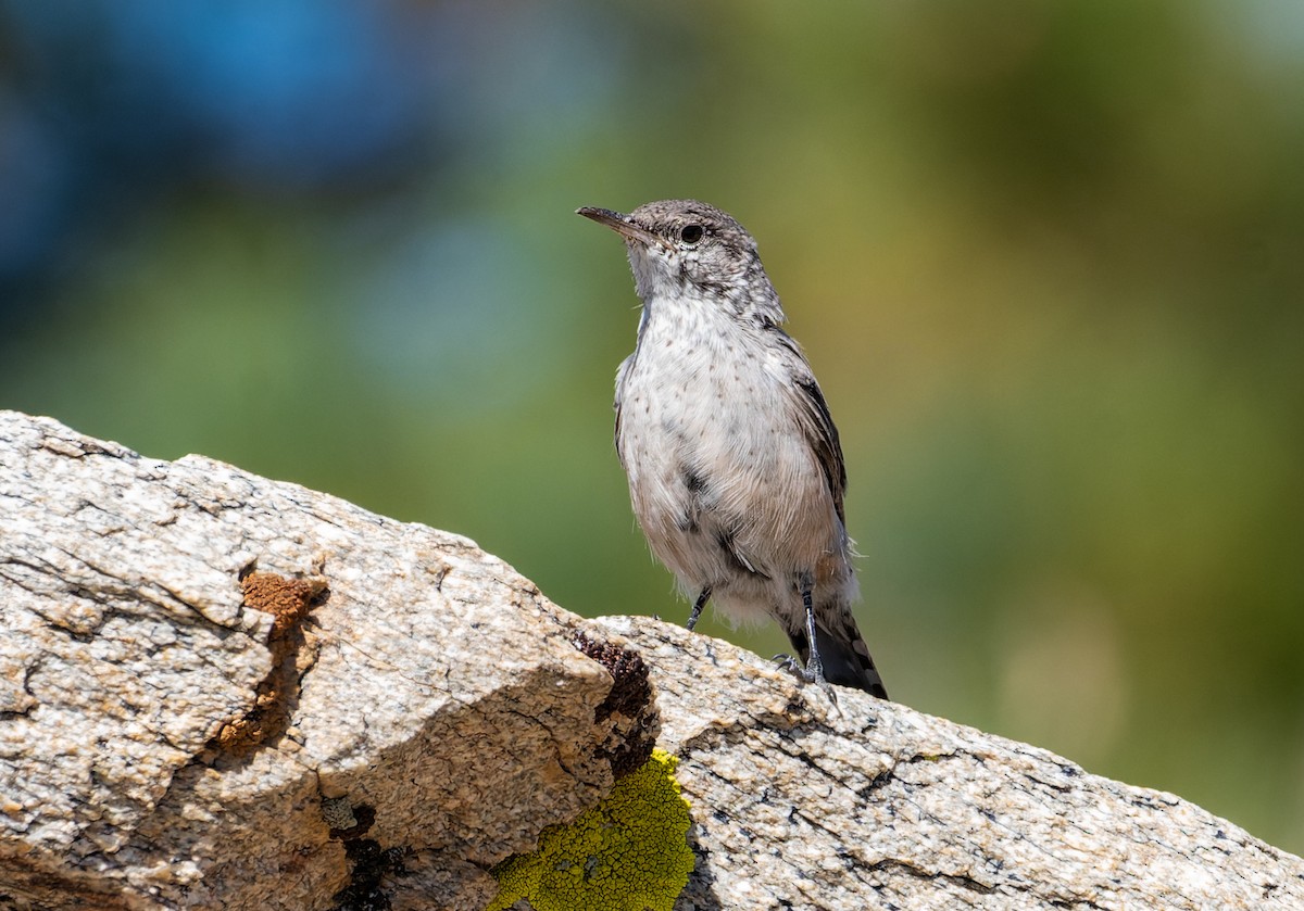 Rock Wren - ML623034627