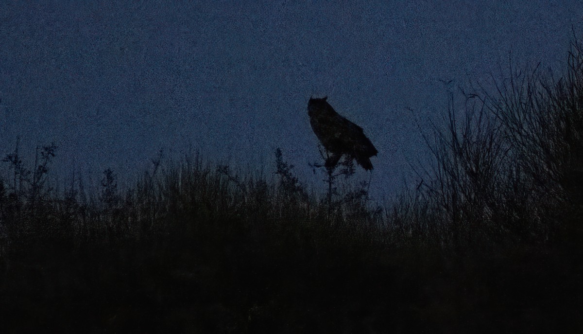 Eurasian Eagle-Owl - ML623034633