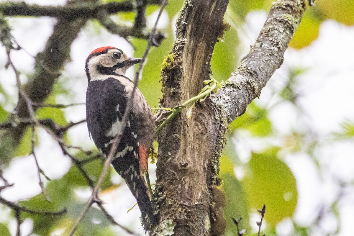 Necklaced Woodpecker - ML623034693