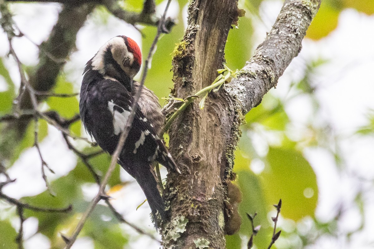 Necklaced Woodpecker - ML623034782