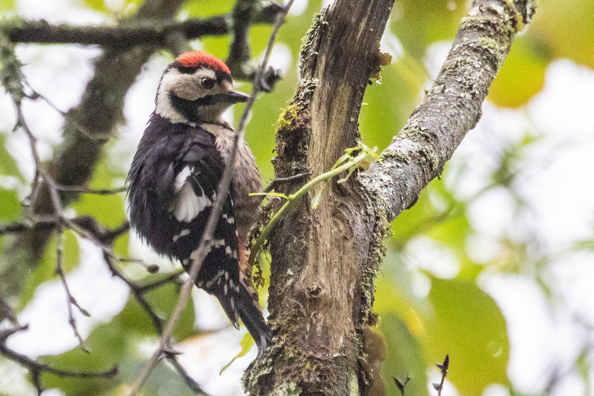 Necklaced Woodpecker - ML623034784