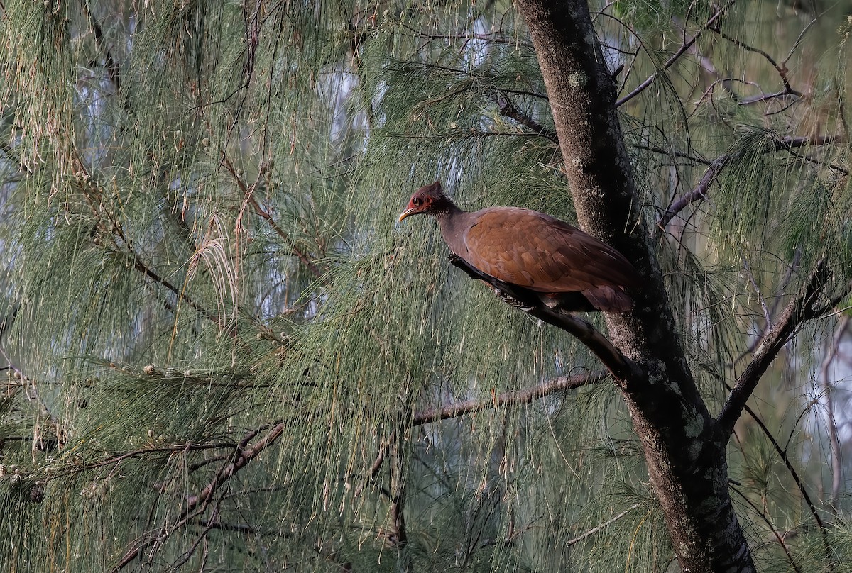 Tanimbar-Großfußhuhn - ML623034794