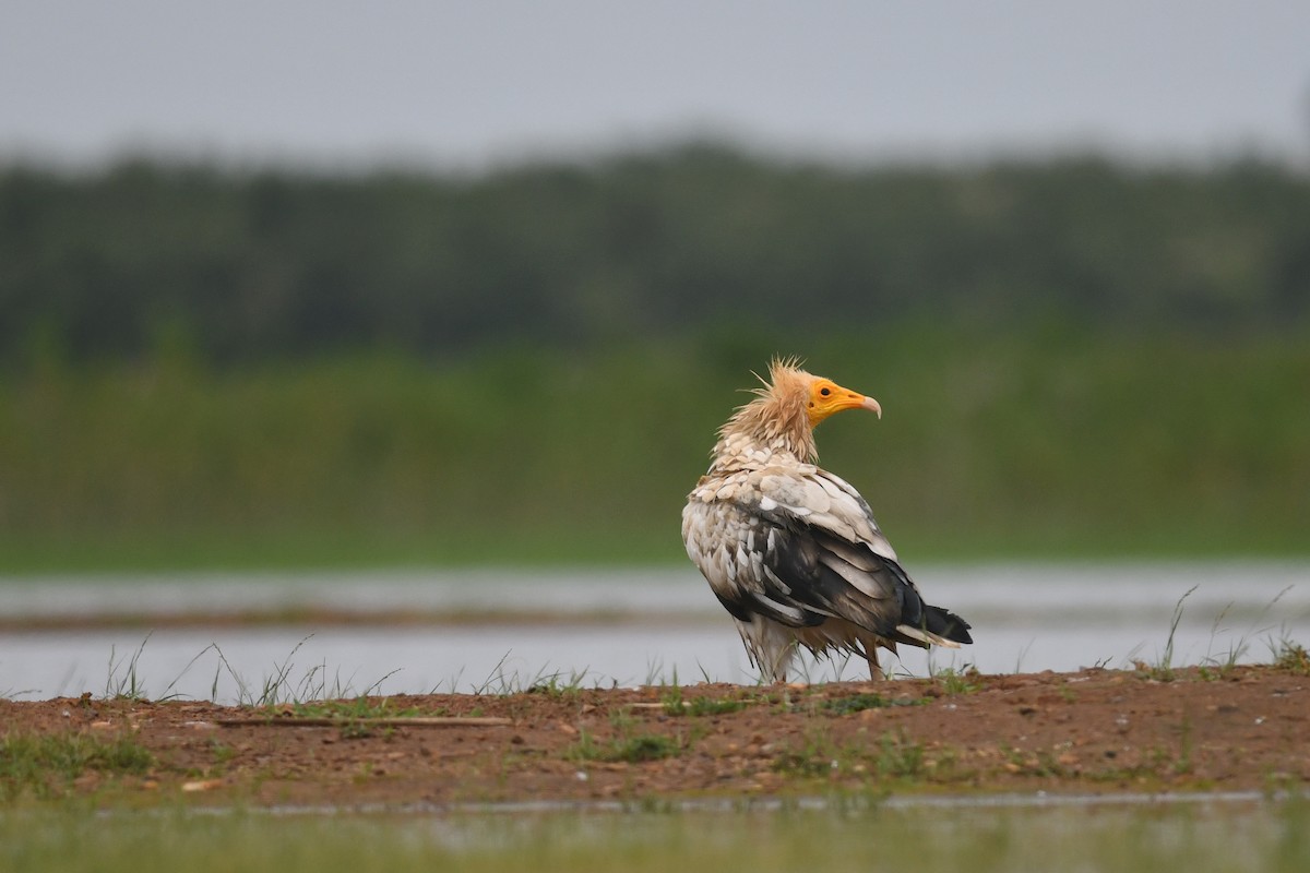 Egyptian Vulture - ML623034902