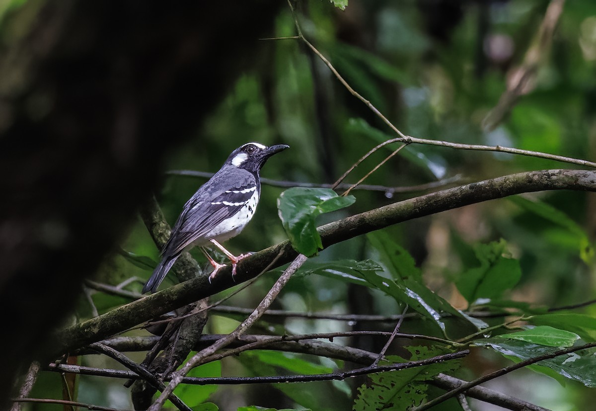 Slaty-backed Thrush - ML623034947