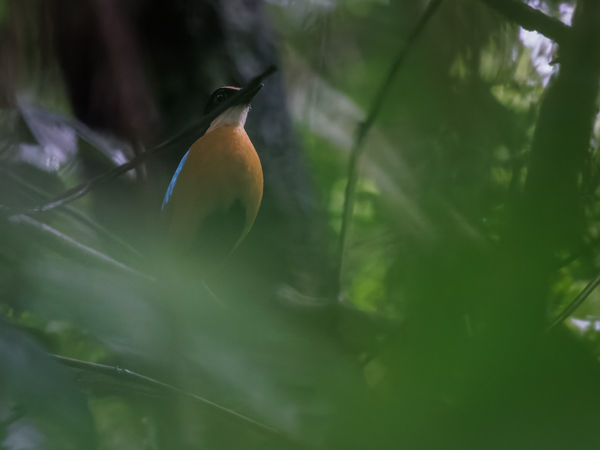 Banda Sea Pitta - ML623034961