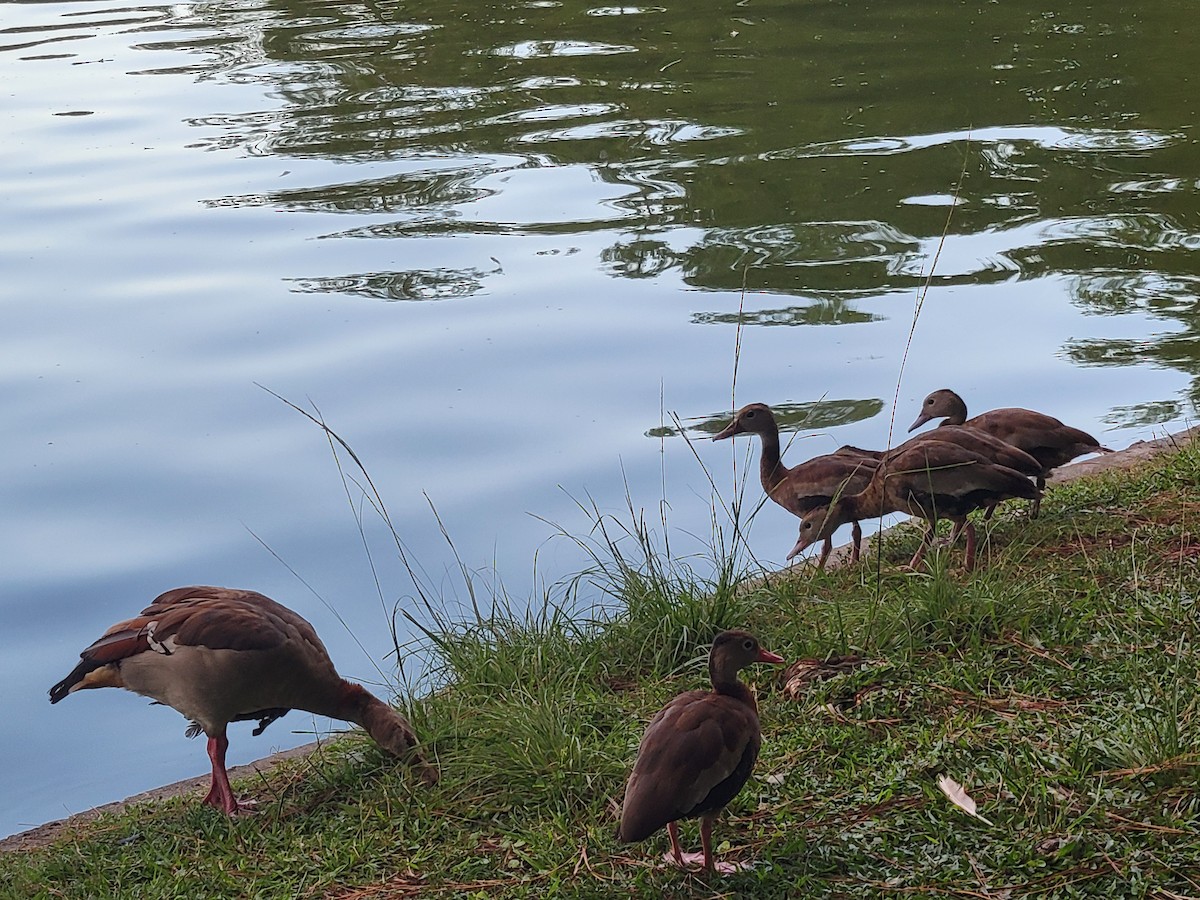 Egyptian Goose - Dan Brooks