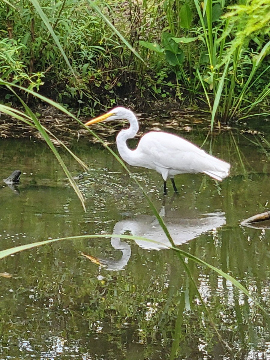 Great Egret - ML623035046