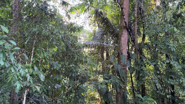 Cocoa Woodcreeper - ML623035048