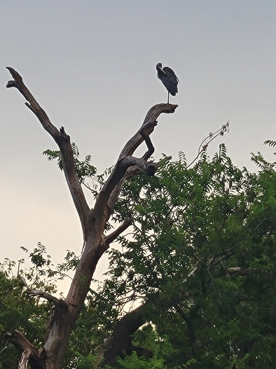 Great Blue Heron - ML623035052