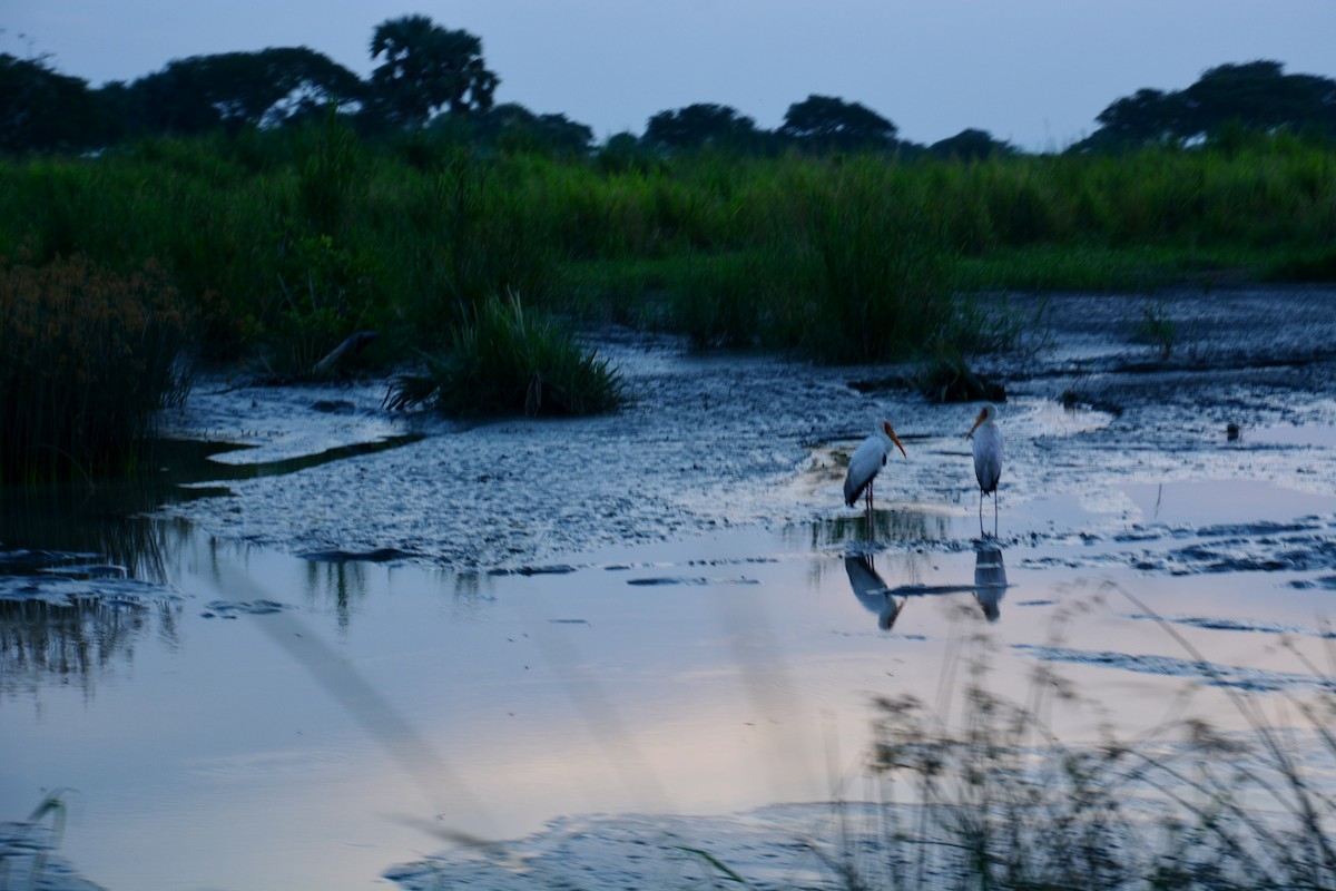 Yellow-billed Stork - Katie Dustman