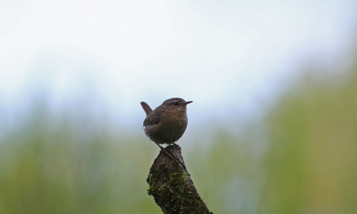 Eurasian Wren - ML623035080