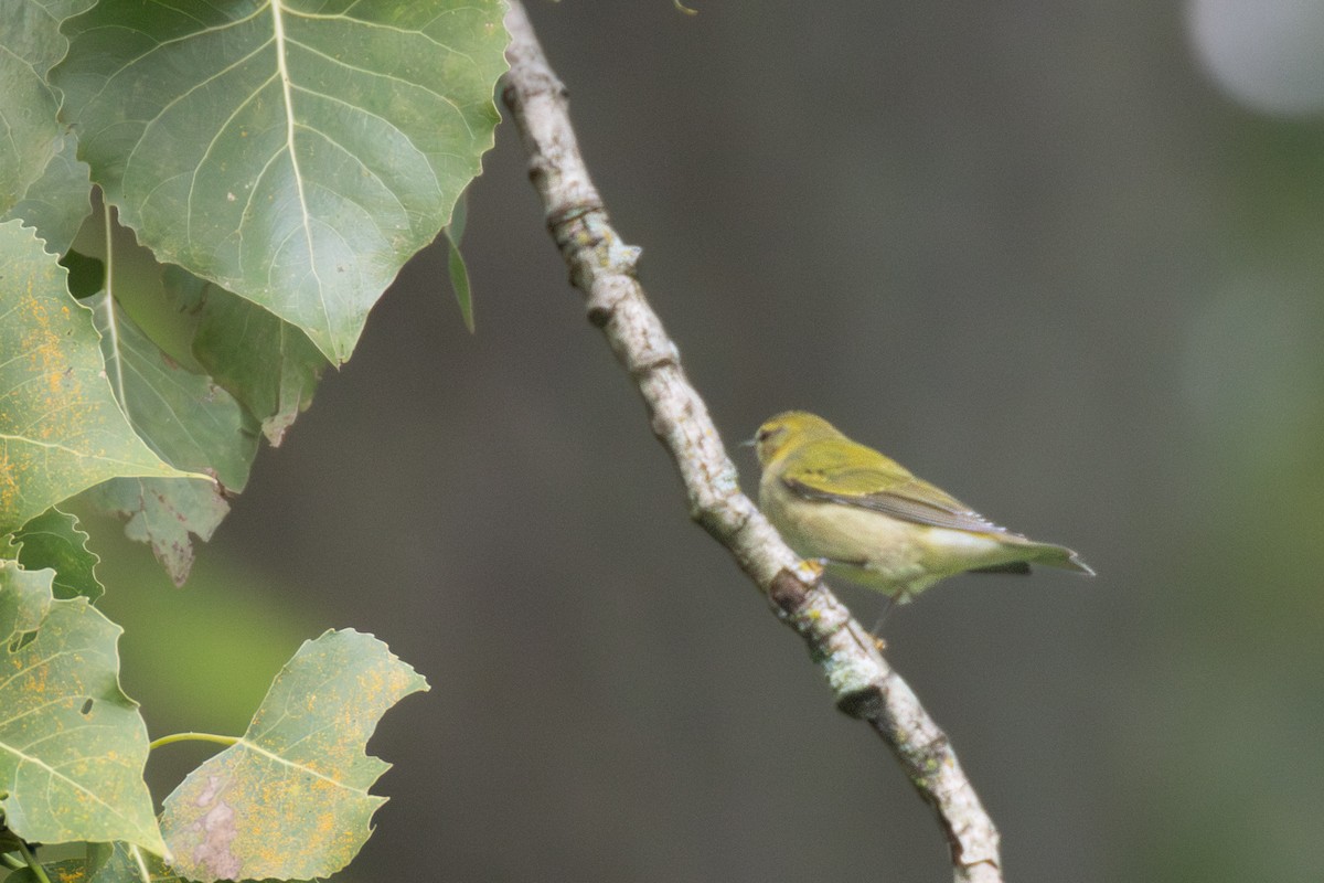 Tennessee Warbler - ML623035093