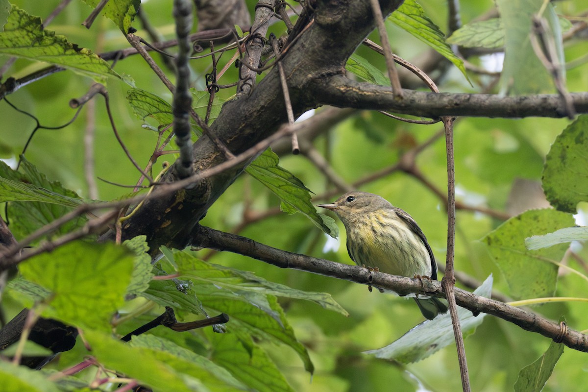 Cape May Warbler - ML623035095