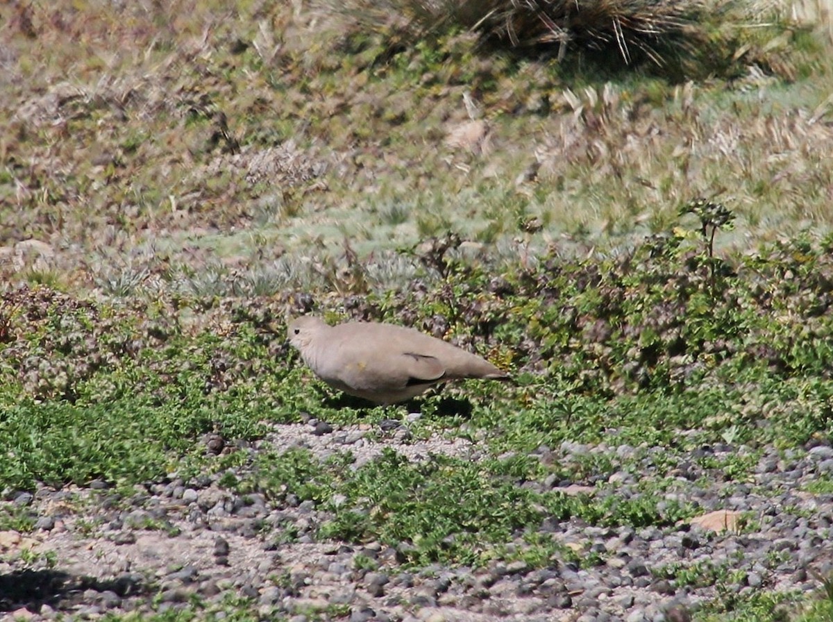 Golden-spotted Ground Dove - María Eliana Obando