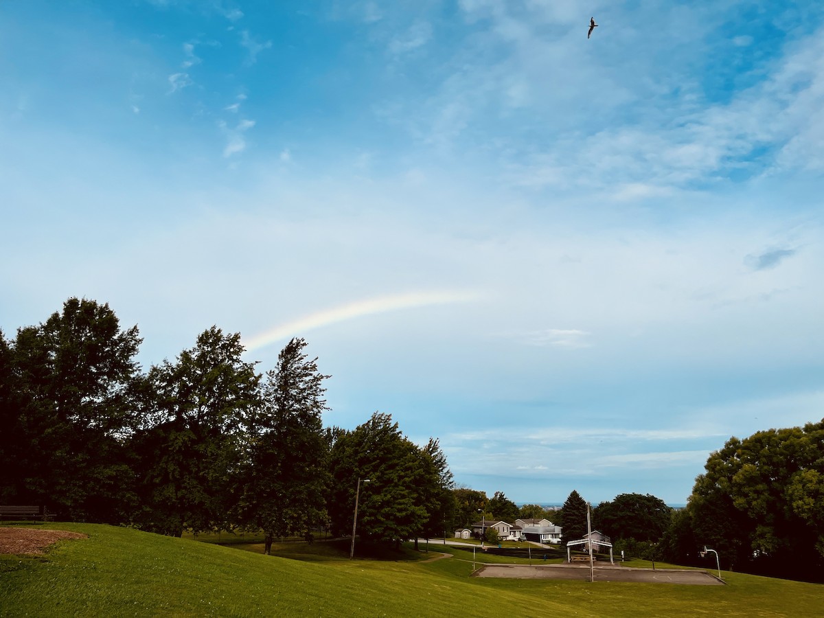 Ring-billed Gull - ML623035244