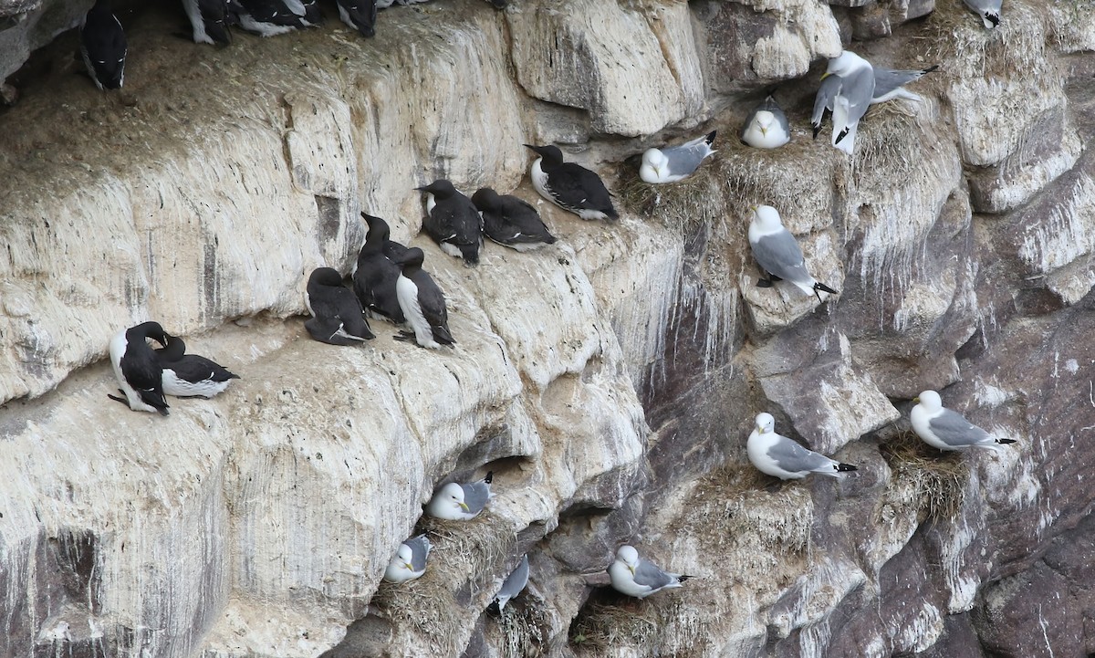 Common Murre - Holly Page