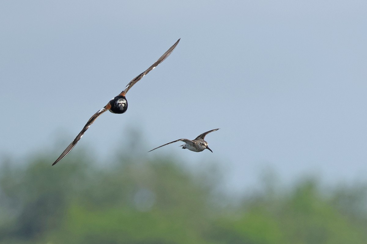 Broad-billed Sandpiper - Dave Bakewell