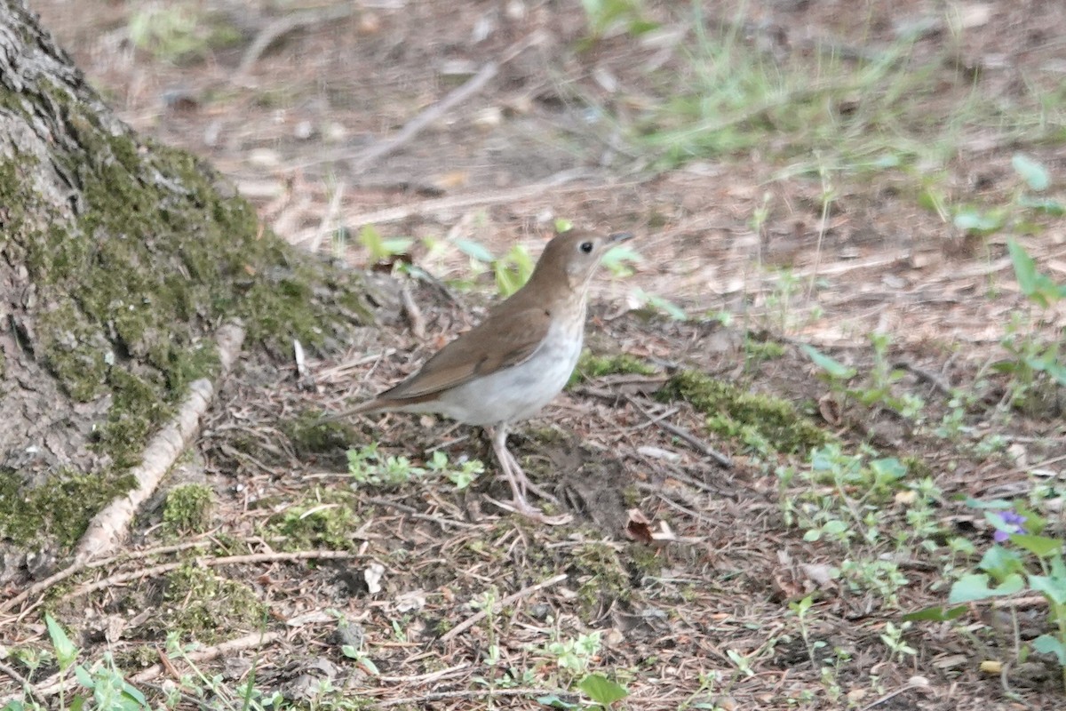 Veery - ML623035335