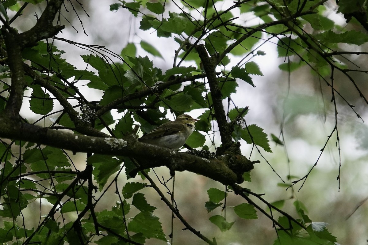 Pouillot siffleur - ML623035352
