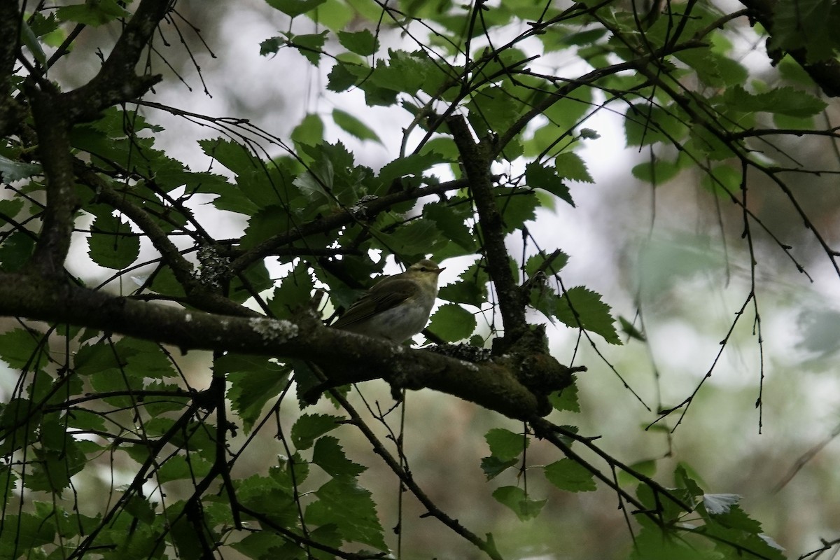 Pouillot siffleur - ML623035354