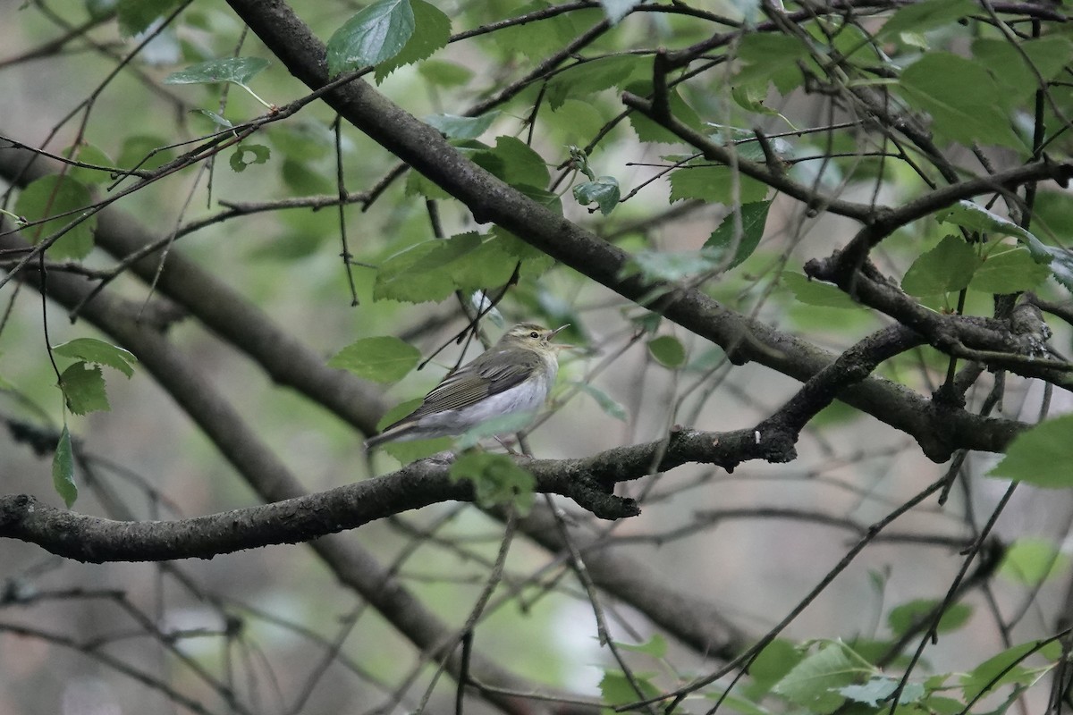 Pouillot siffleur - ML623035356