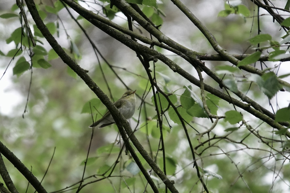 Pouillot siffleur - ML623035359