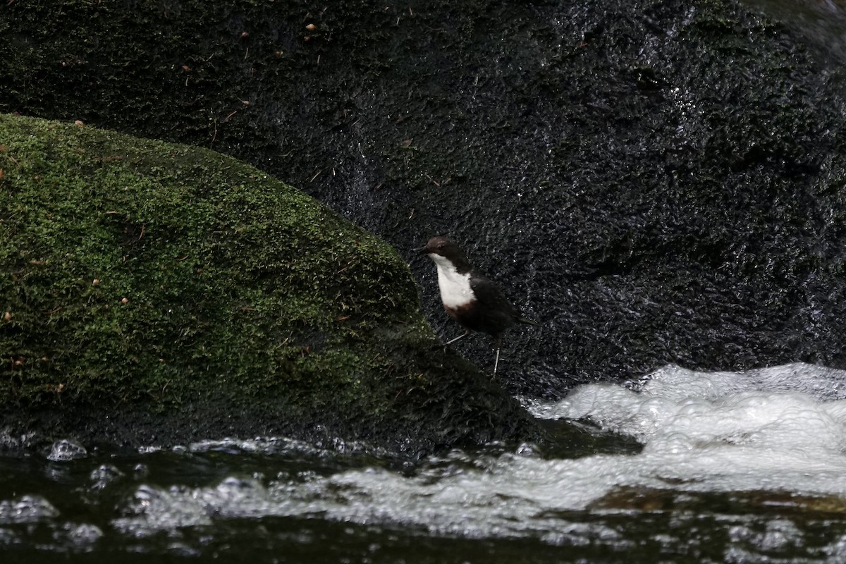 Cincle plongeur - ML623035369