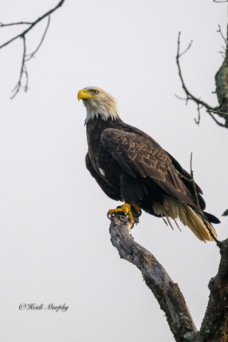 Bald Eagle - ML623035386