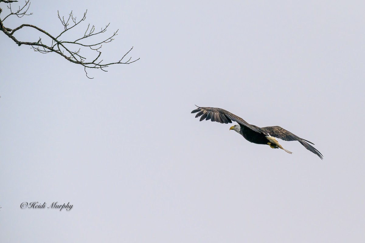 Bald Eagle - ML623035387