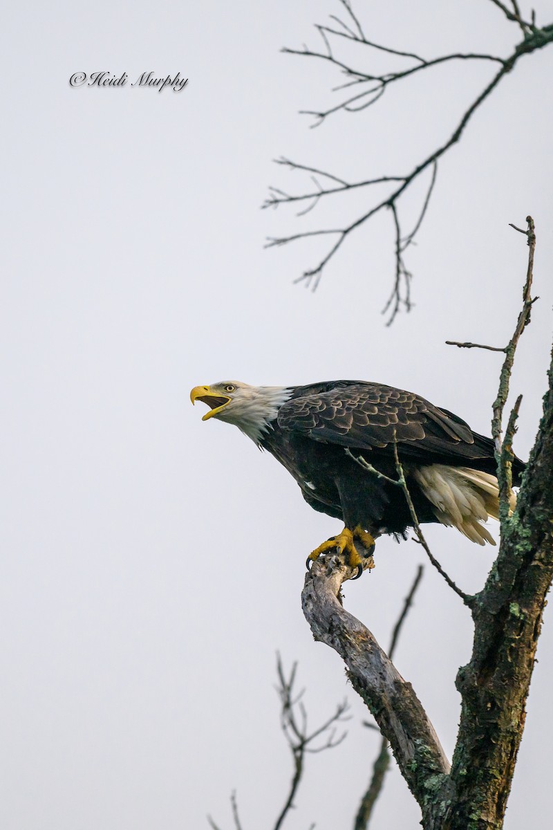 Bald Eagle - ML623035388