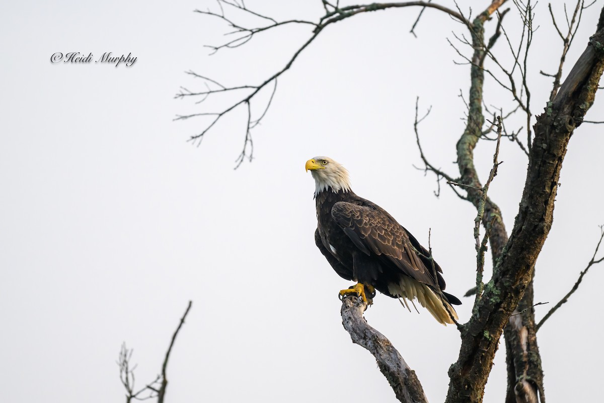 Bald Eagle - ML623035389