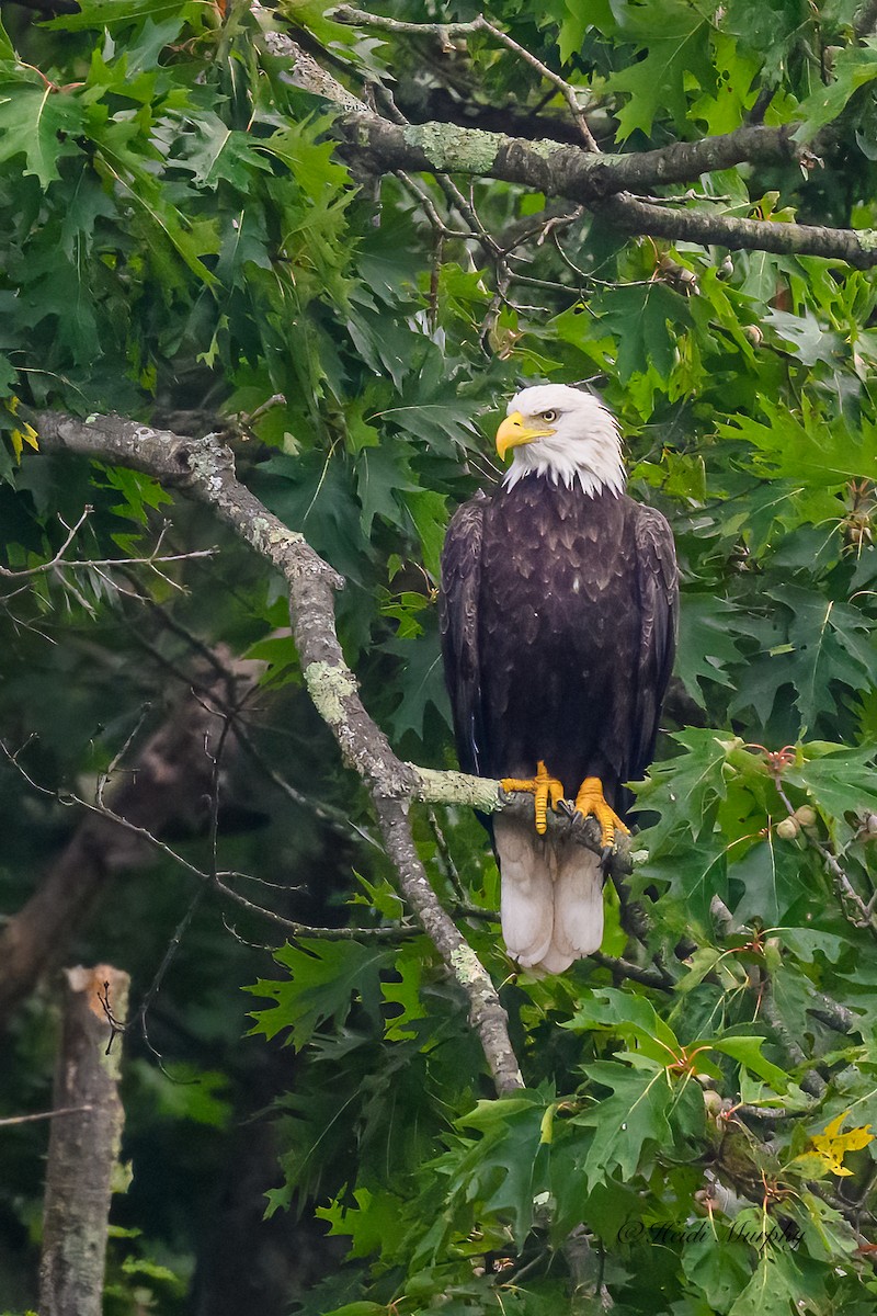 Bald Eagle - ML623035395